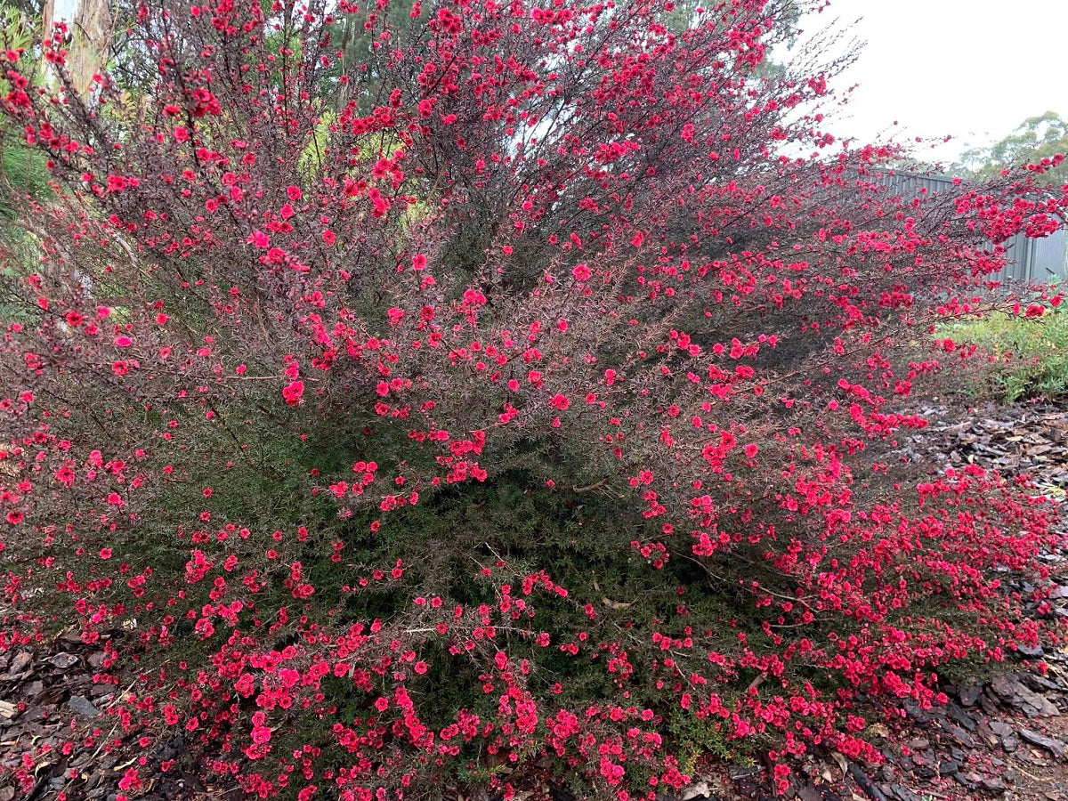 Leptospermum morrisonii - BURGUNDY - Morrisons Tea Tree