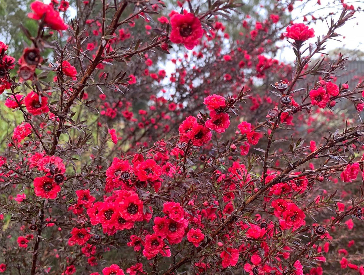 Leptospermum morrisonii - BURGUNDY - Morrisons Tea Tree