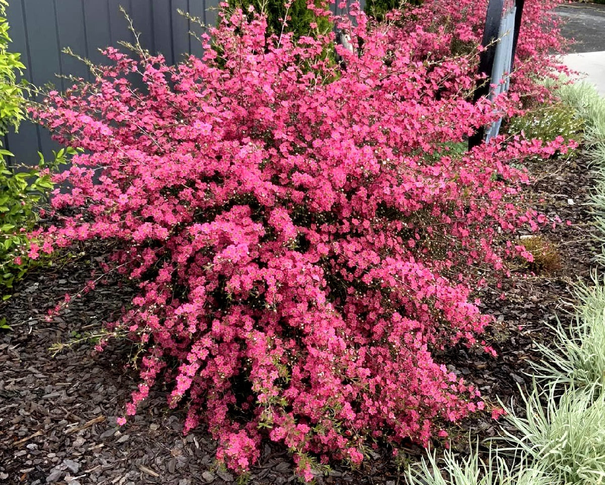 Leptospermum continentale x polygalifolium - MERINDA - Tea Tree