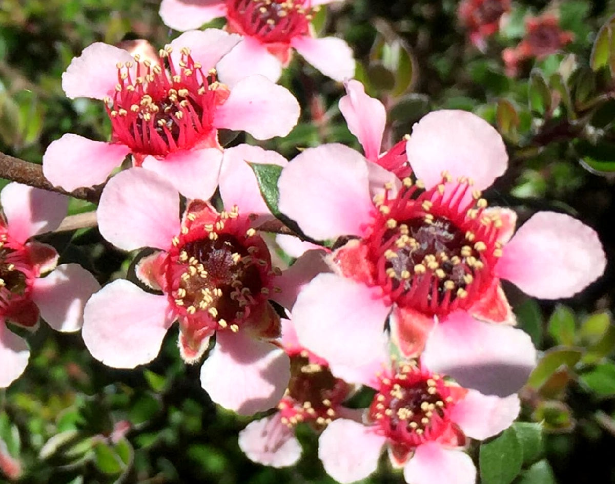 Leptospermum macrocarpum x scoparium - MESMER EYES - Tea Tree '145P' PBR