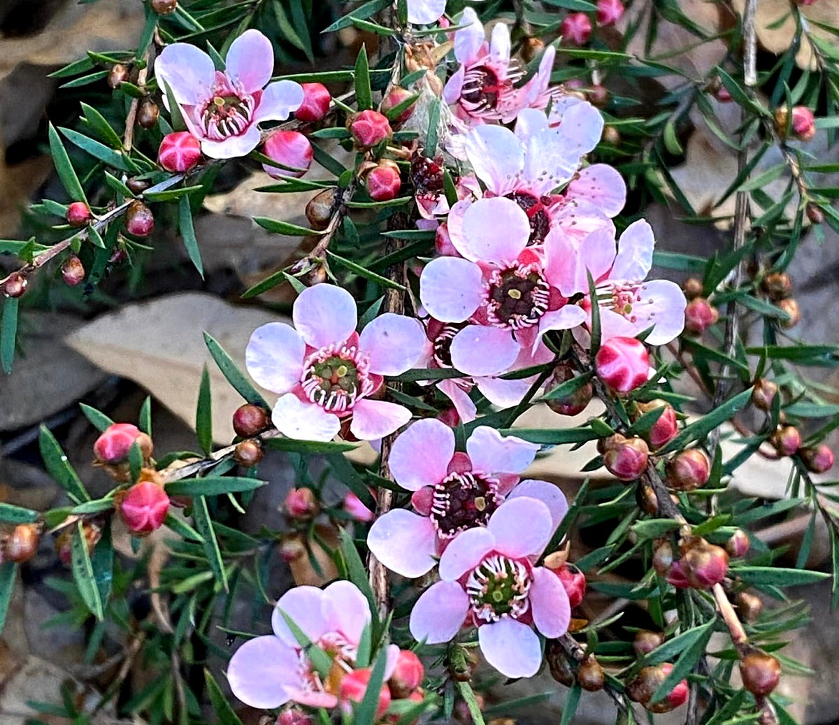 Leptospermum continentale x polygalifolium - PINK CASCADE - Tea Tree