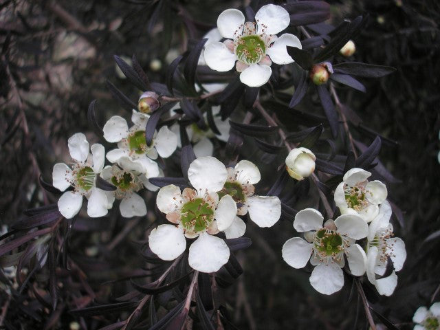 Leptospermum obovatum - STARRY NIGHT - River Tea Tree