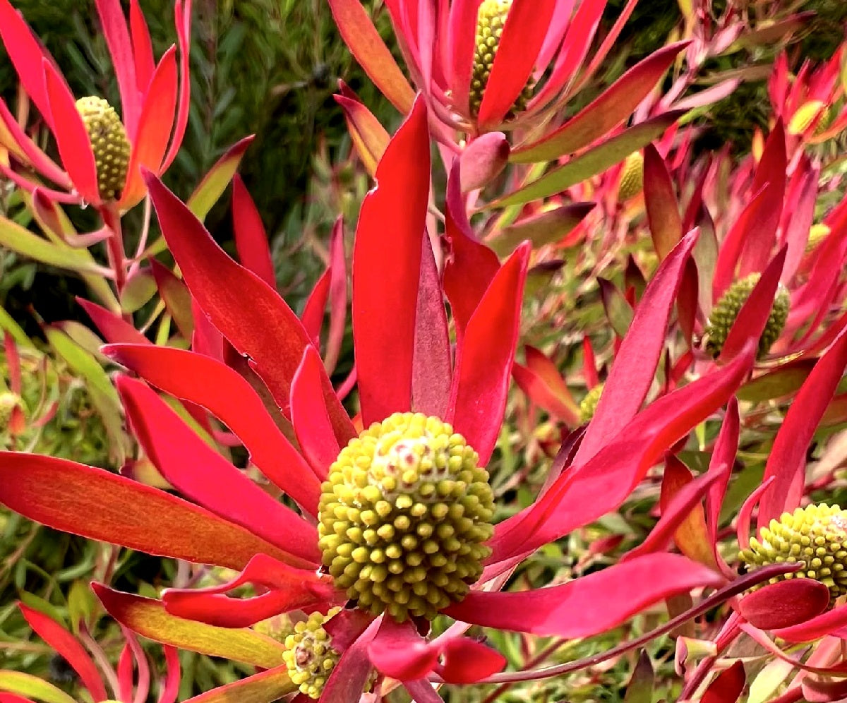 Leucadendron salignum - CHEEKY - Sunshine Conebush