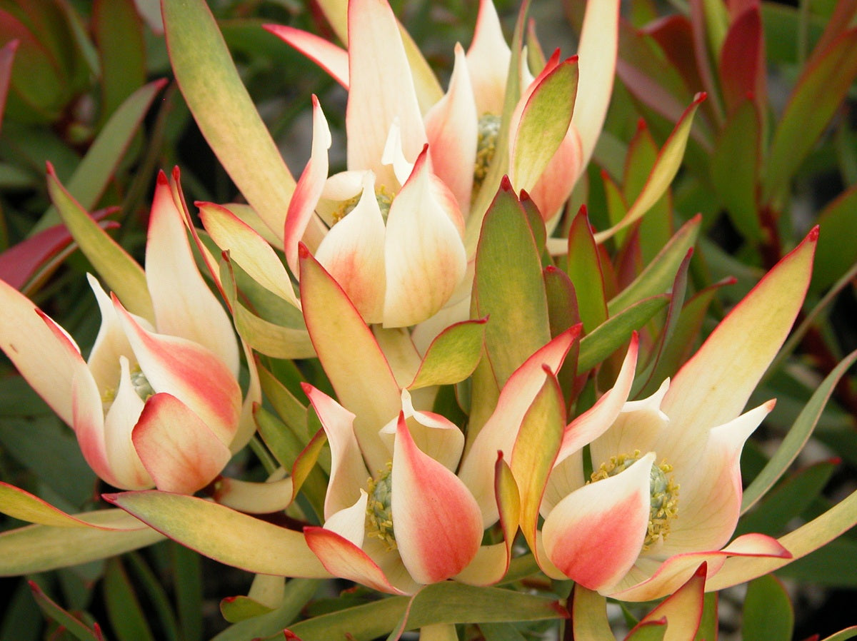 Leucadendron laureolum x salignum - CREAM DELIGHT - Golden Sunshine Conebush