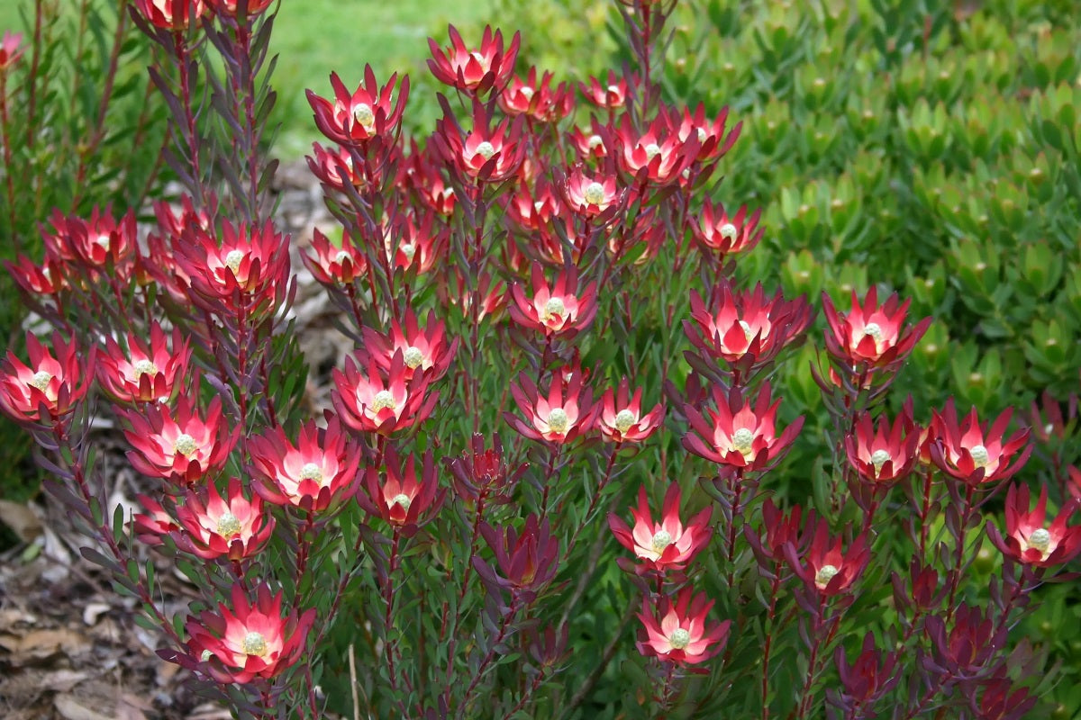 Leucadendron salignum - DEVILS BLUSH - Sunshine Conebush