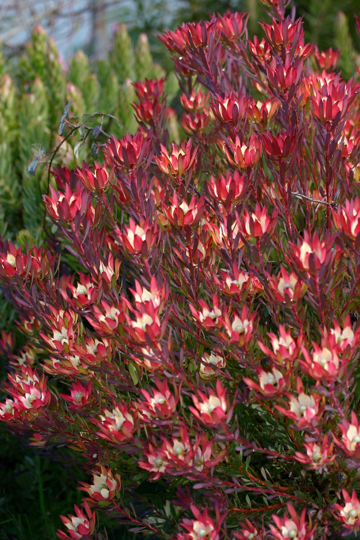 Leucadendron salignum - DEVILS BLUSH - Sunshine Conebush
