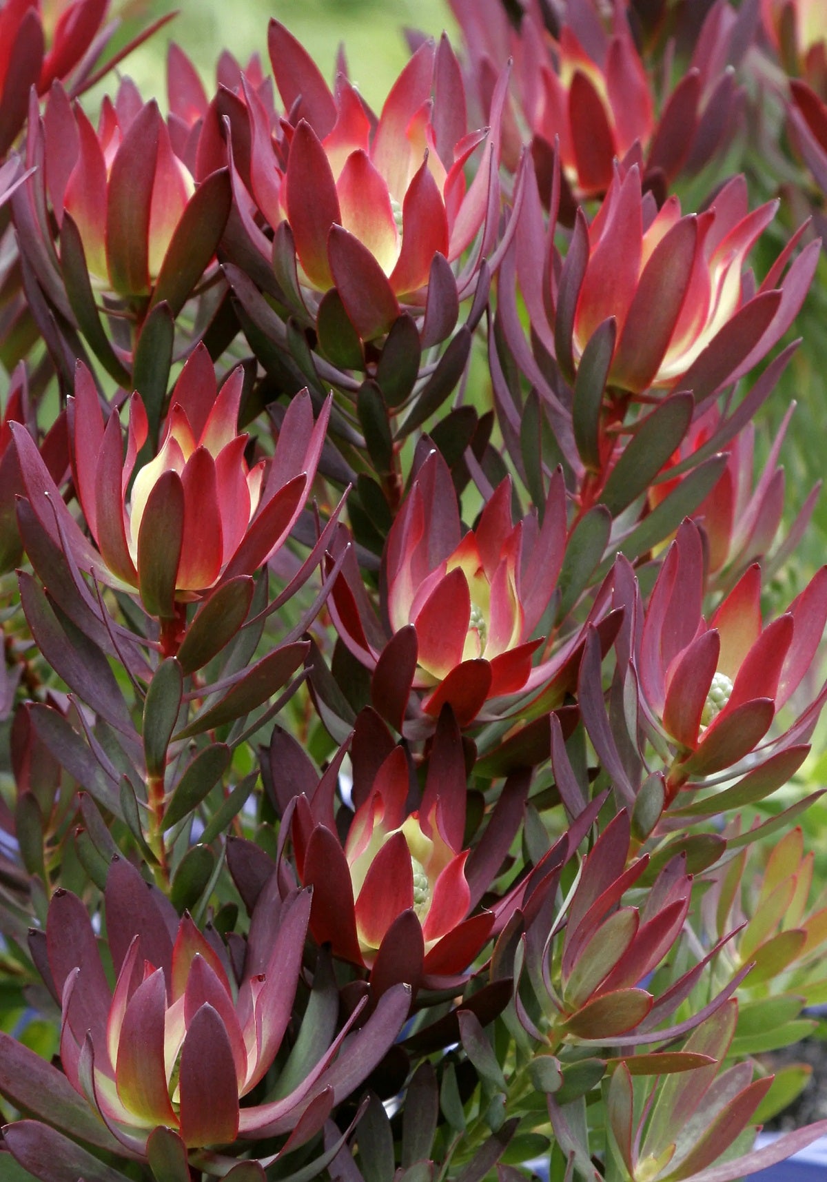 Leucadendron salignum - DEVILS BLUSH - Sunshine Conebush
