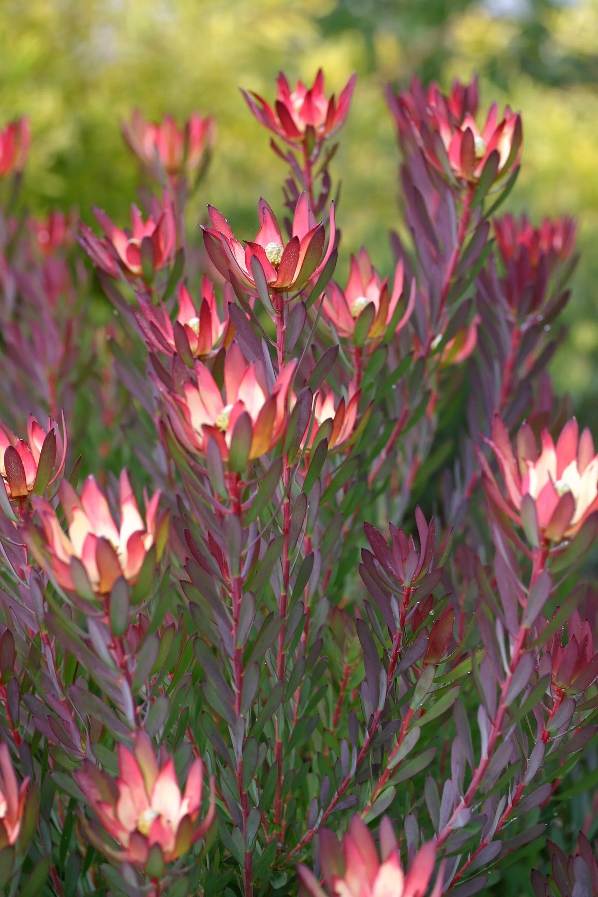 Leucadendron salignum - DEVILS BLUSH - Sunshine Conebush