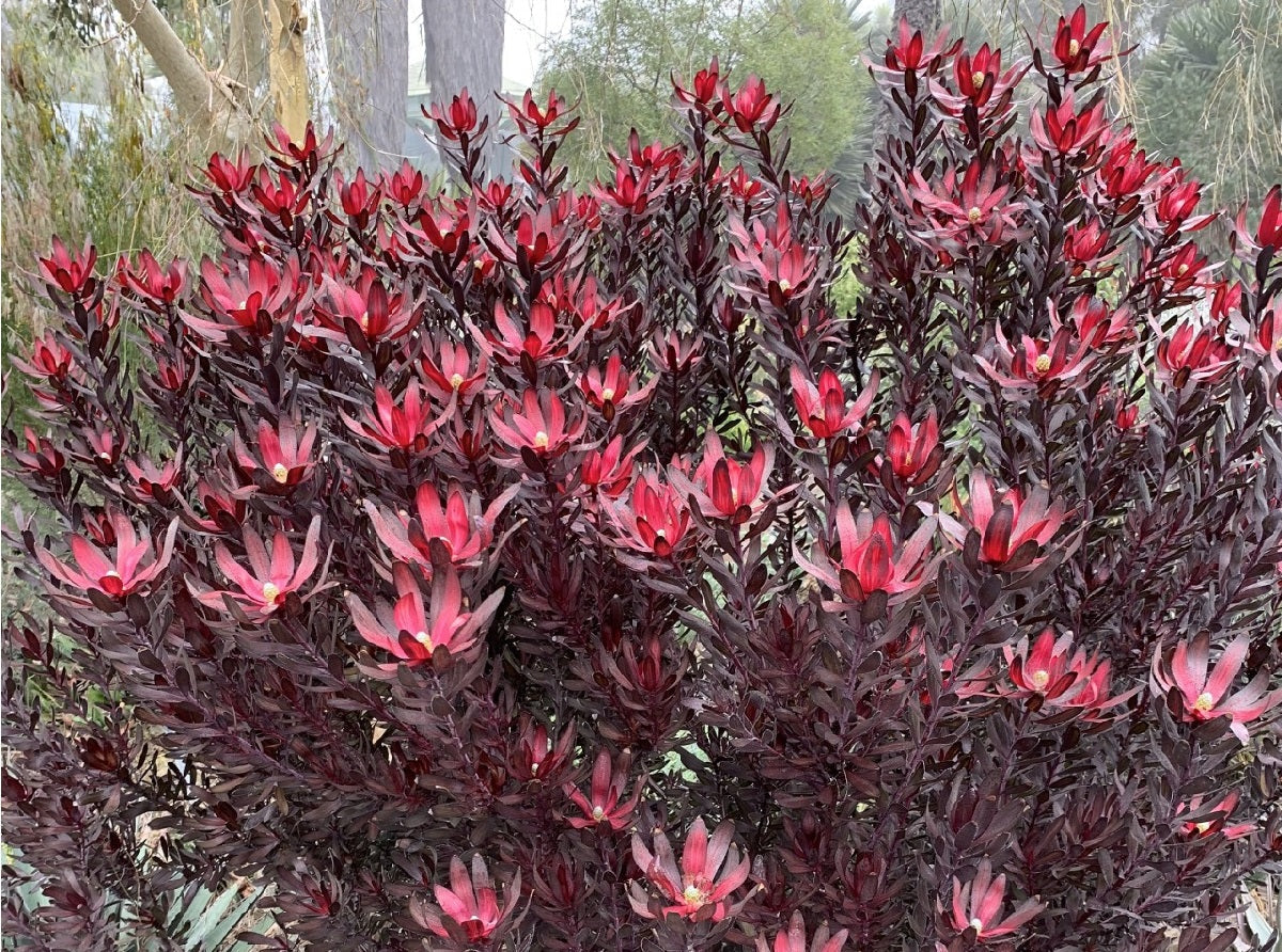 Leucadendron laureolum x salignum - EBONY - Golden Sunshine Conebush 'Ebony' PBR