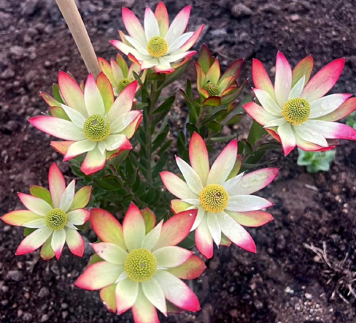 Leucadendron stelligerum - HARVEST - Agulhas Conebush