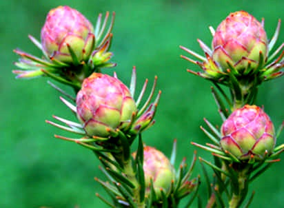 Leucadendron lanigerum - JUBILEE CROWN - Shale Conebush