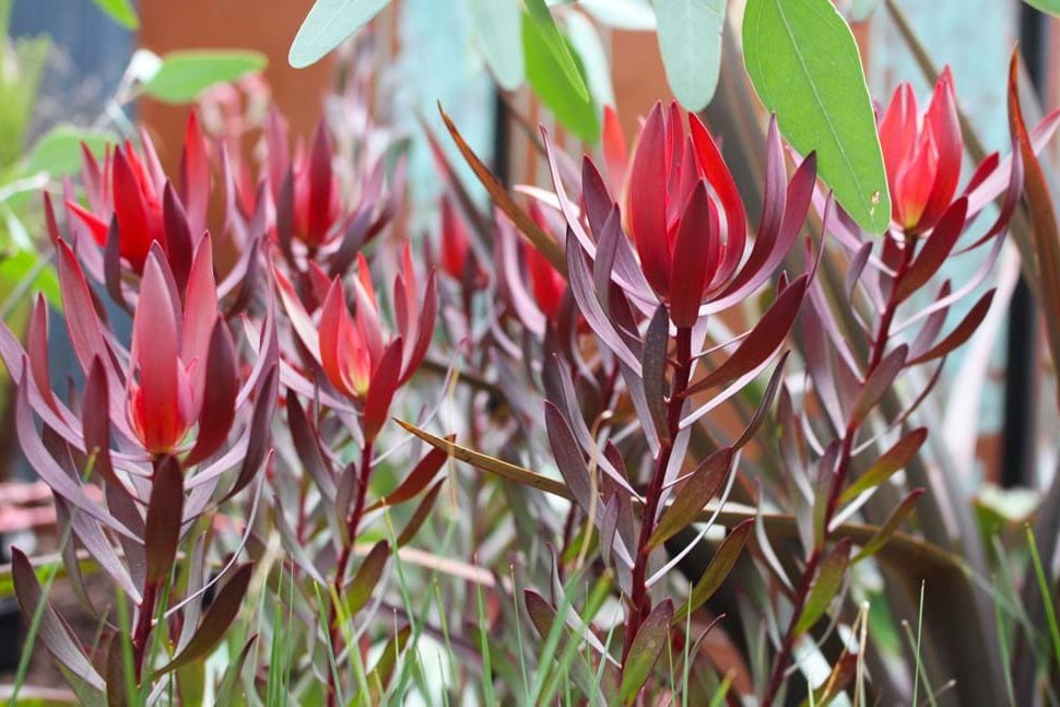 Leucadendron salignum - MISTY SUNRISE - Sunshine Conebush