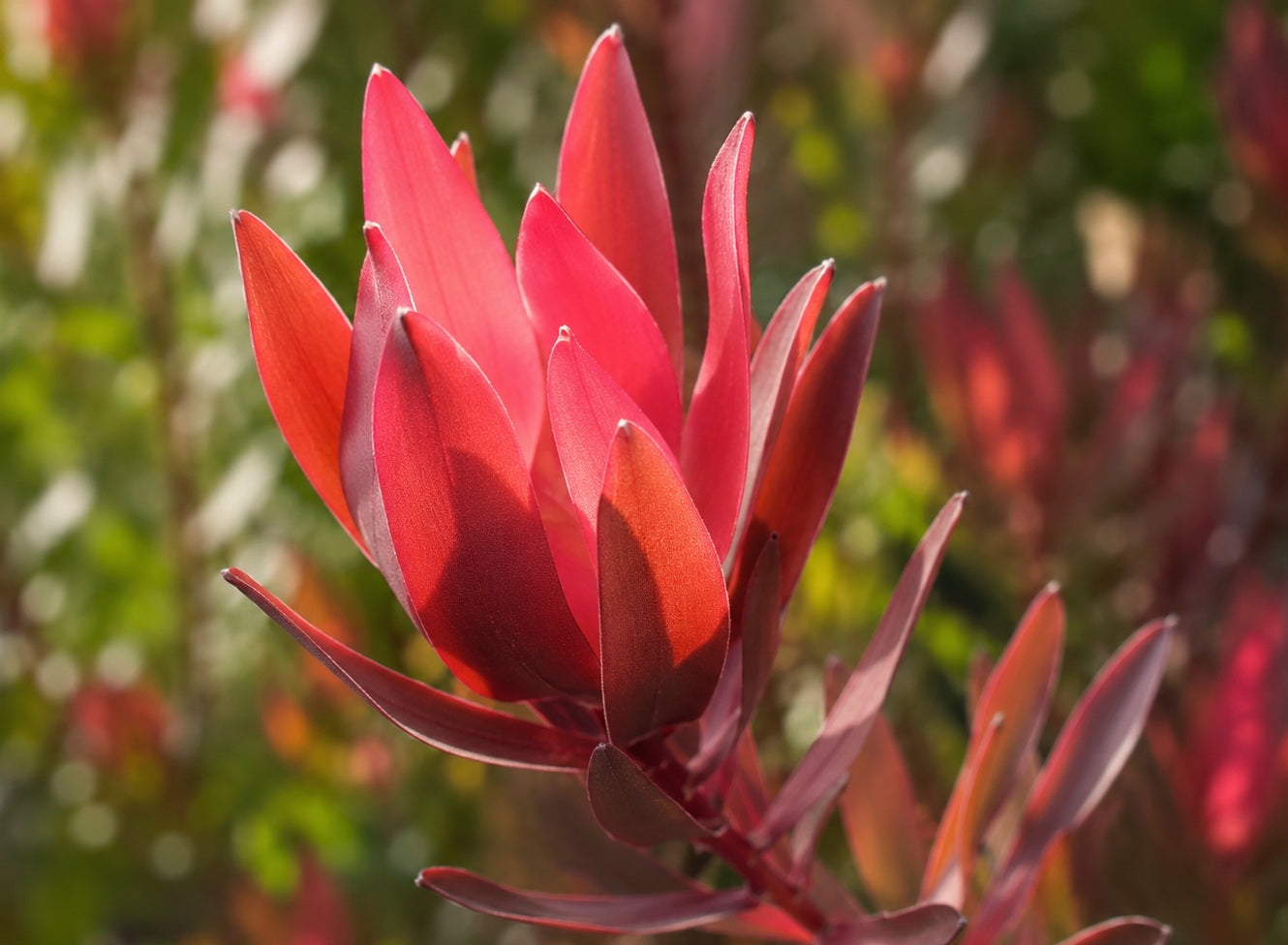 Leucadendron salignum - RUBY RED - Sunshine Conebush