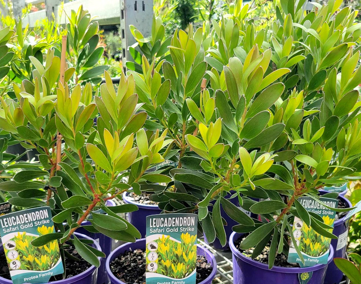 Leucadendron laureolum x strobilinum - SAFARI GOLD STRIKE - Golden Peninsula Conebush
