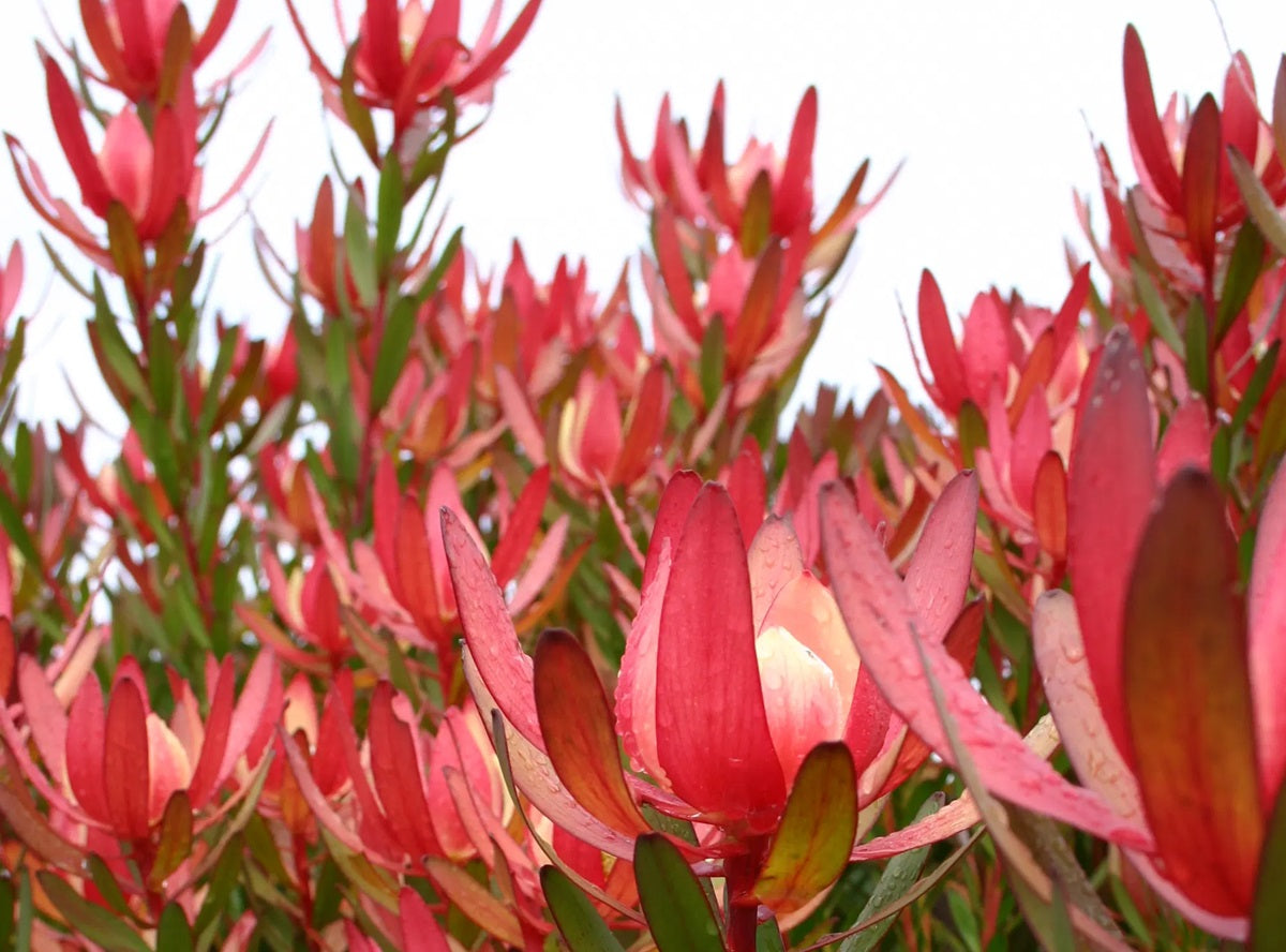 Leucadendron laureolum x salignum - SAFARI SUNSET - Golden Sunshine Conebush