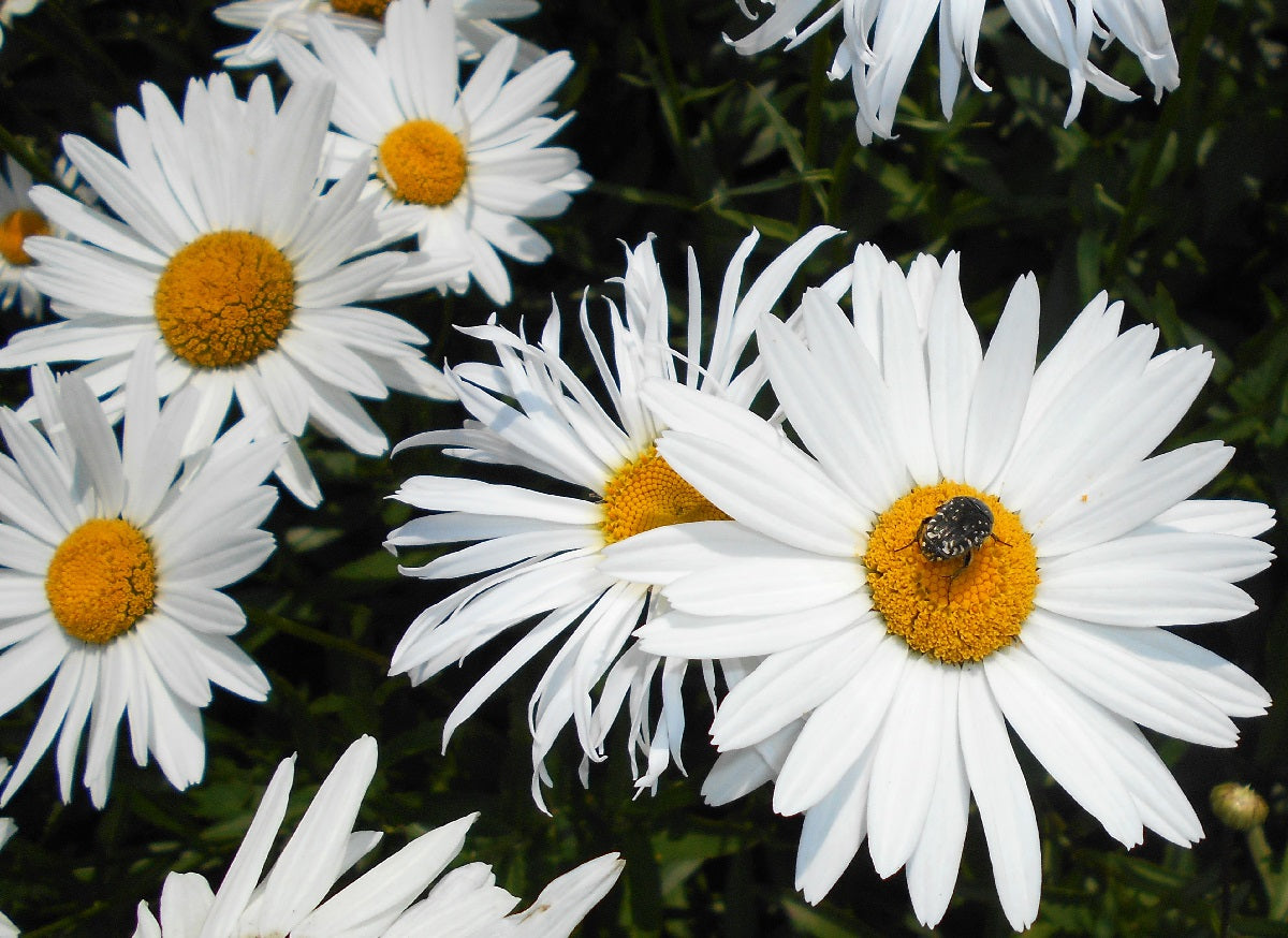 Leucanthemum x superbum - Shasta Daisy