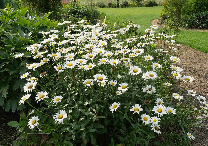 Leucanthemum x superbum - Shasta Daisy