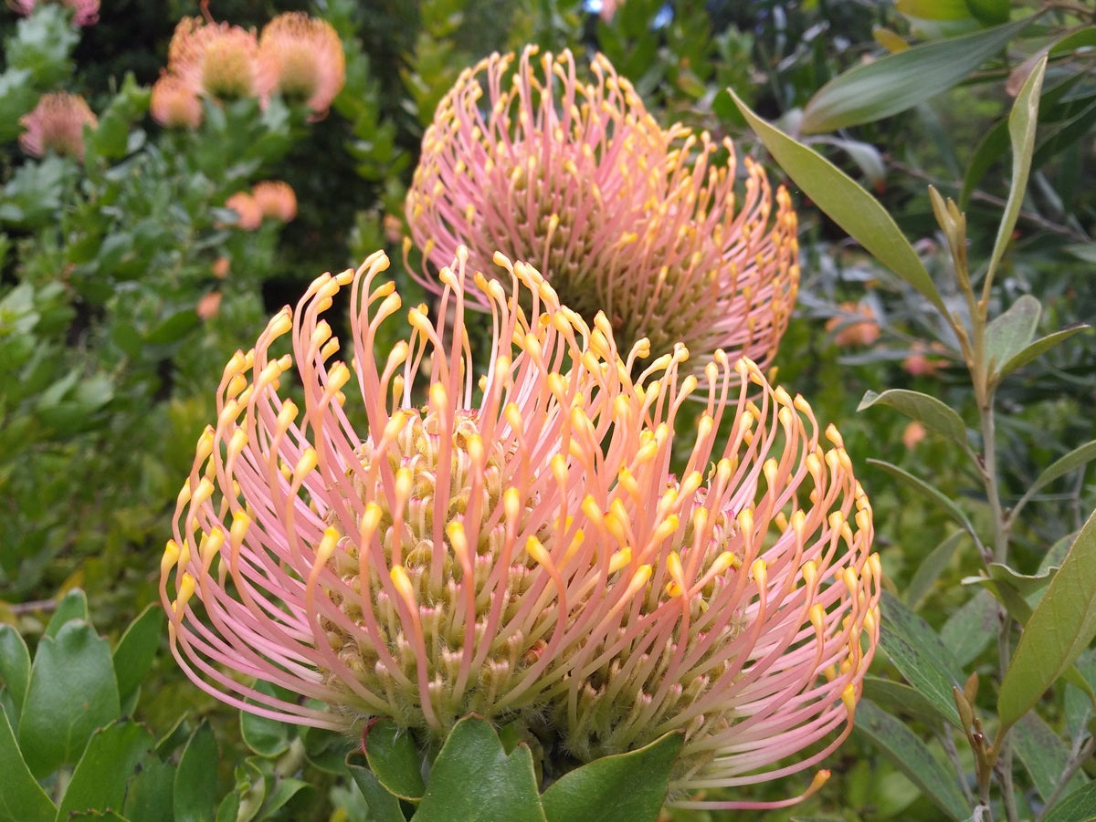 Leucospermum patersonii - TIARA - Silver-Edge Pincushion