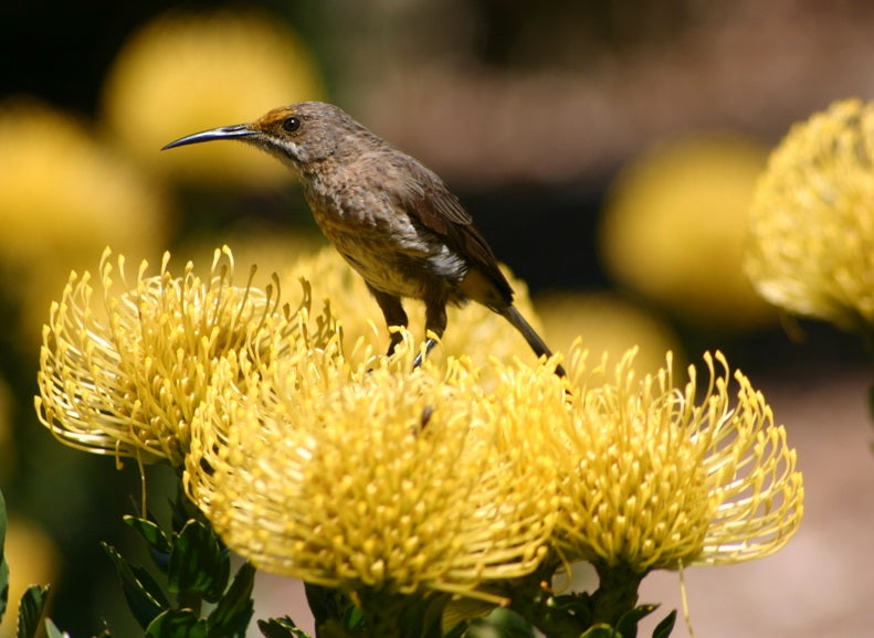 Leucospermum cordifolium - YELLOW BURST - Pincushion