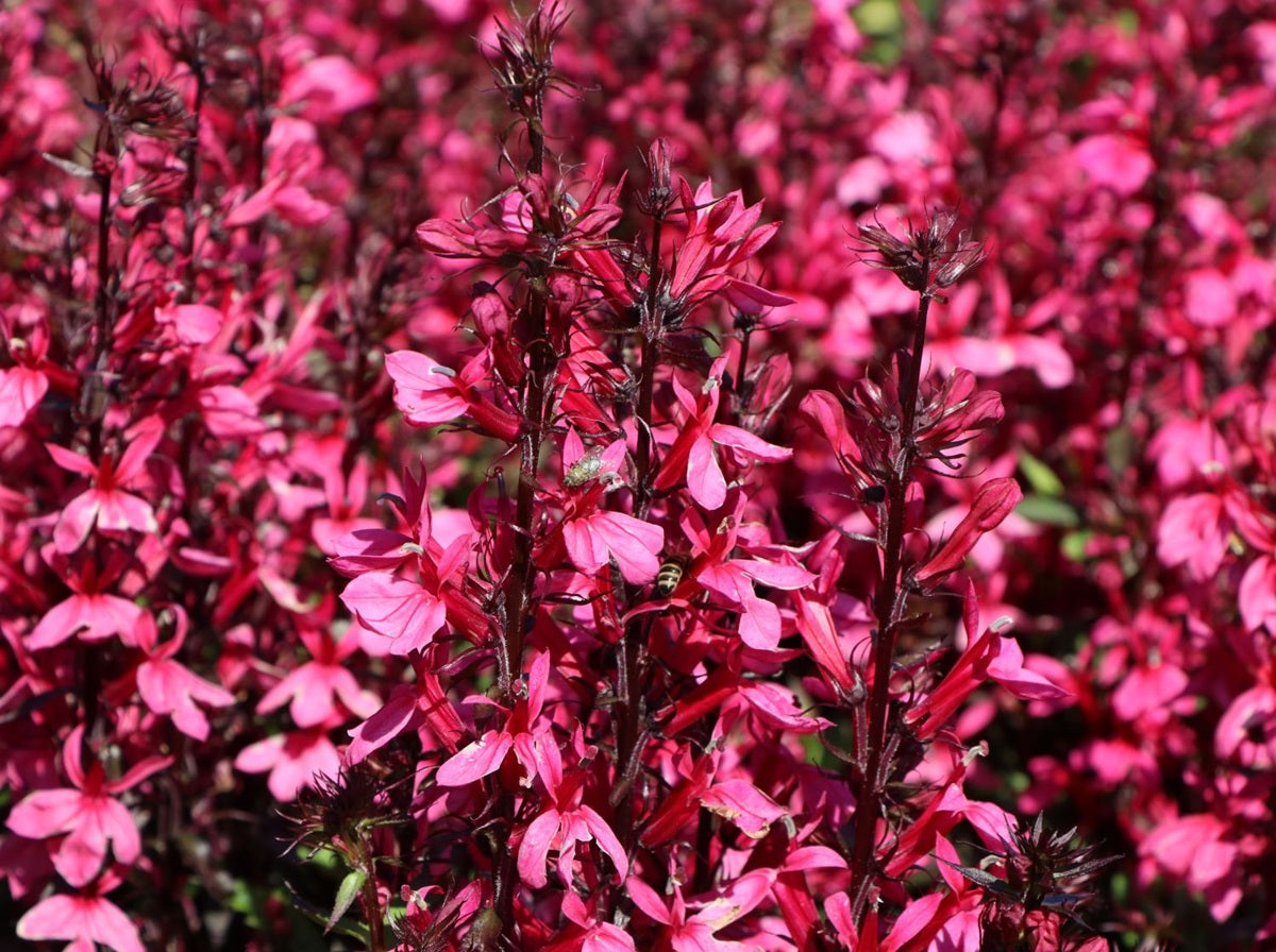 Lobelia x speciosa - STARSHIP DEEP ROSE - Cardinal Flower
