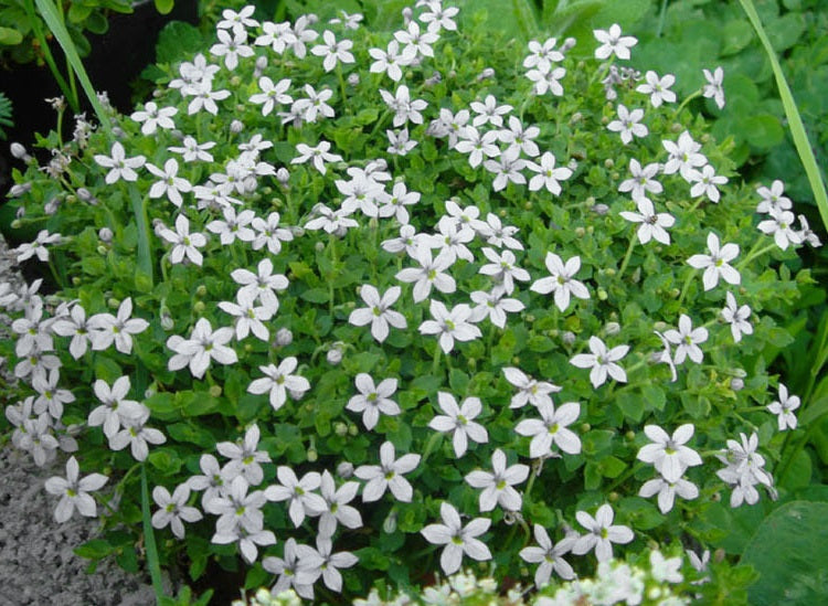 Lobelia pedunculata - WHITE - Trailing Pratia
