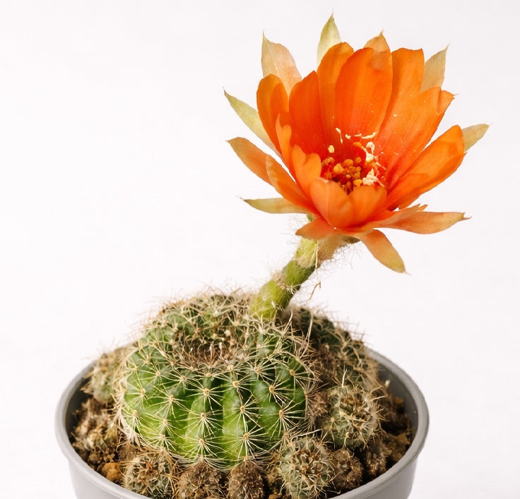 Lobivia arachnacantha - ORANGE FORM - Spiderspine Cactus