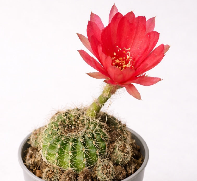 Lobivia arachnacantha - RED FORM - Spiderspine Cactus