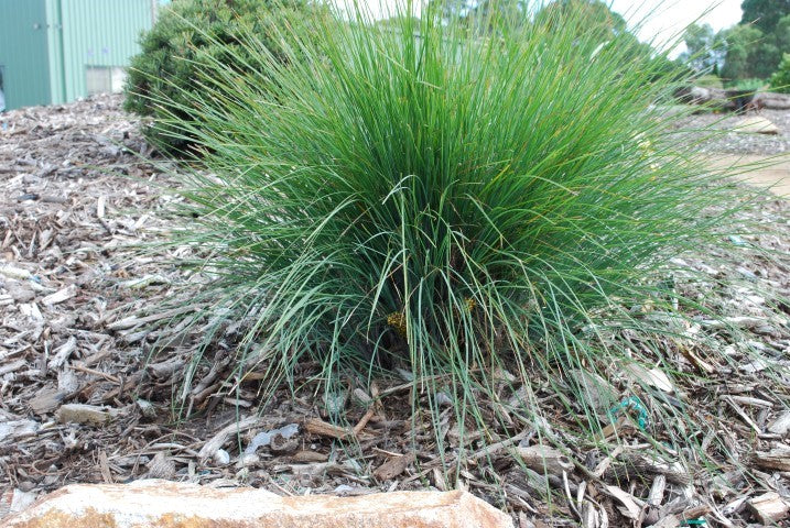 Lomandra confertifolia rubiginosa - FROSTY TOP - Mat-Rush