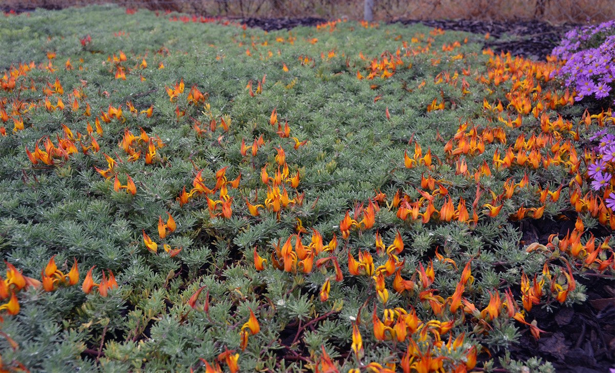 Lotus berthelotii - AUREA - Gold Flash Parrots Beak
