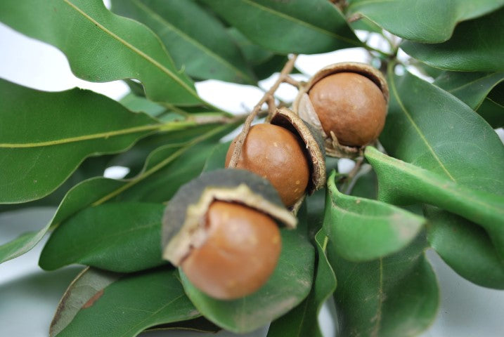 Macadamia integrifolia - LOTSA NUTS - Macadamia Nut