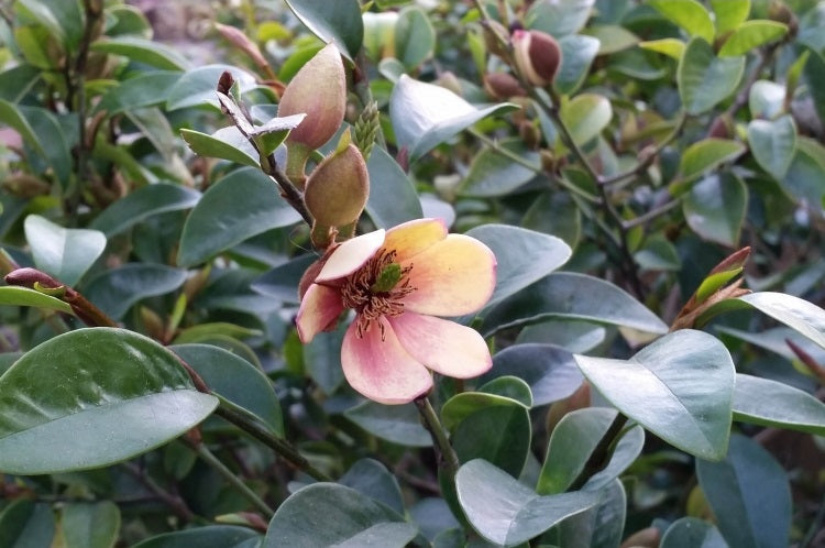 Magnolia figo - LADY OF THE NIGHT - Port Wine Michelia