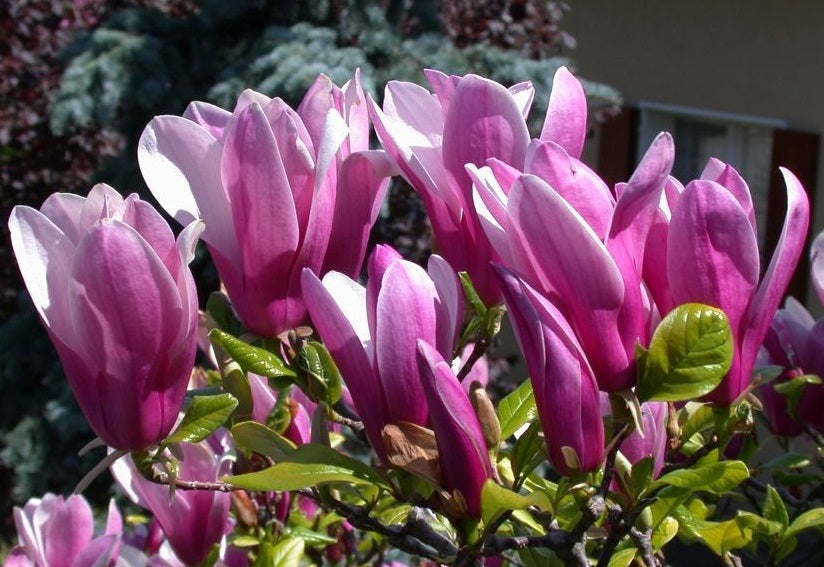 Magnolia liliiflora x stellata - SUSAN - Grafted