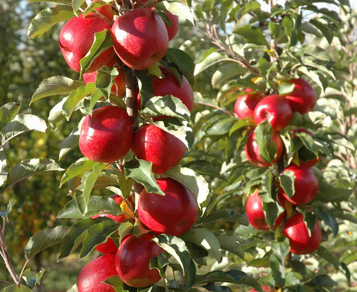 Malus domestica - PINKABELLE® - Dwarf Apple