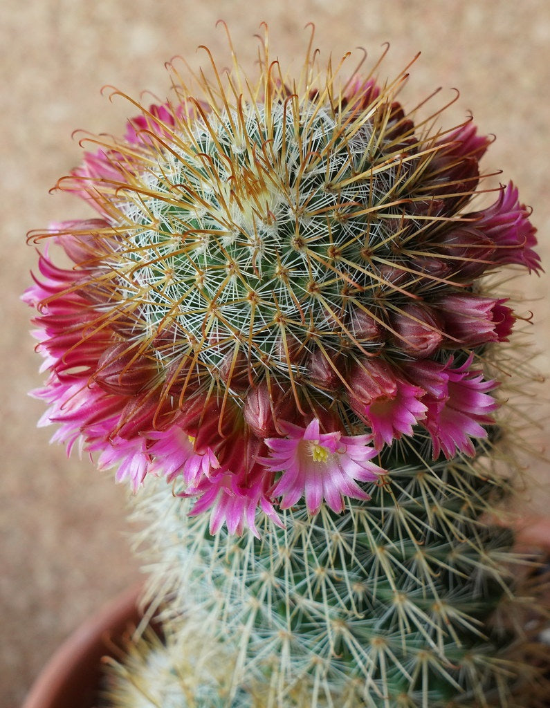 Mammillaria magnifica - Biznaga de Chalcatzingo
