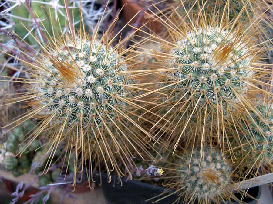 Mammillaria magnifica - Biznaga de Chalcatzingo