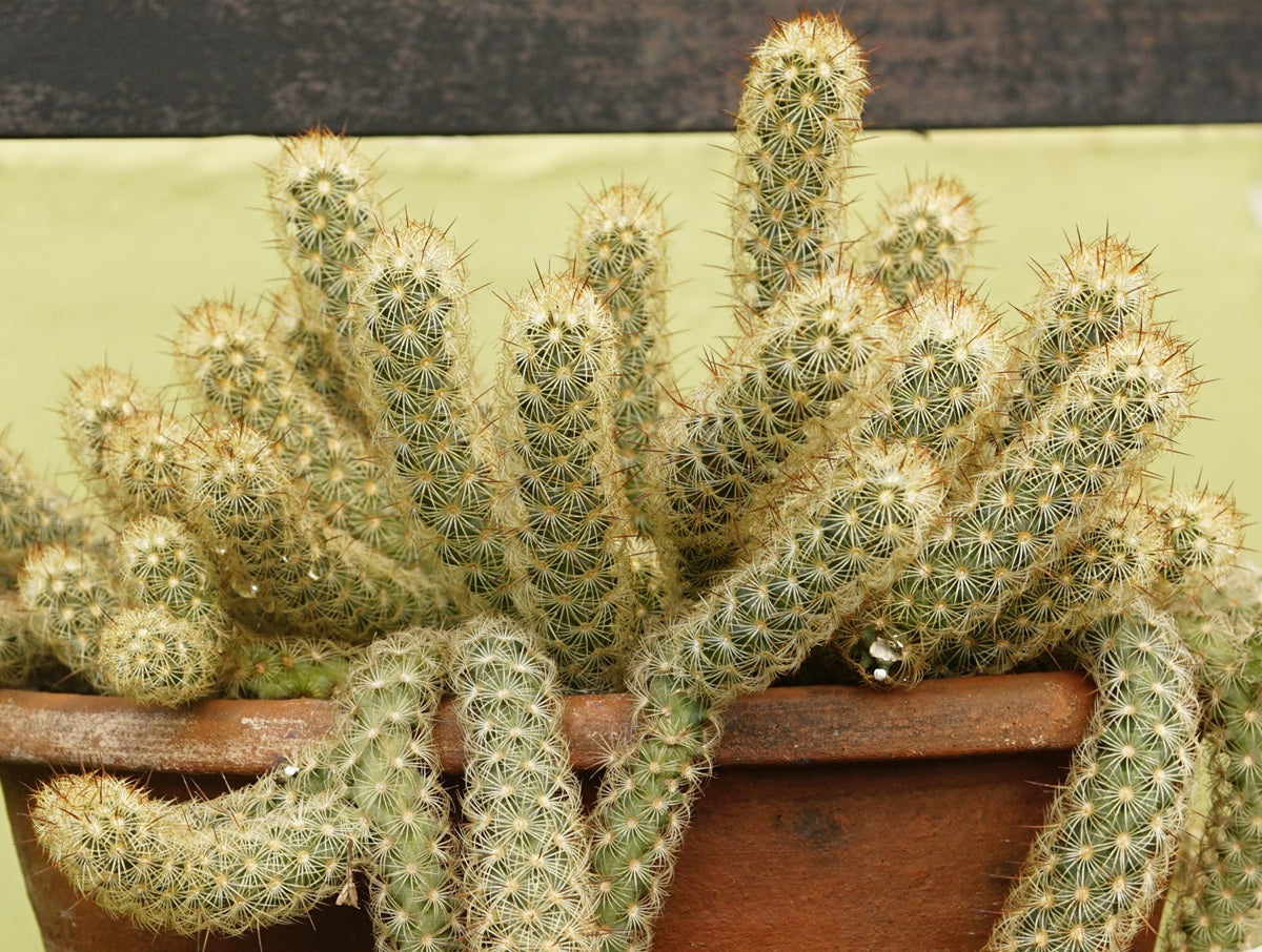 Mammillaria elongata - LITTLE SUNS - Ladyfinger Cactus