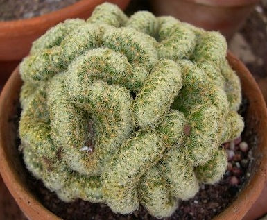Mammillaria elongata cristata - Brain Cactus Skull Planter