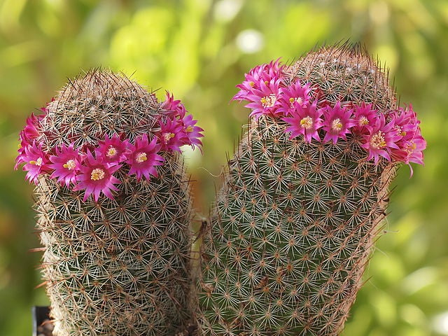 Mammillaria matudae - Thumb Cactus