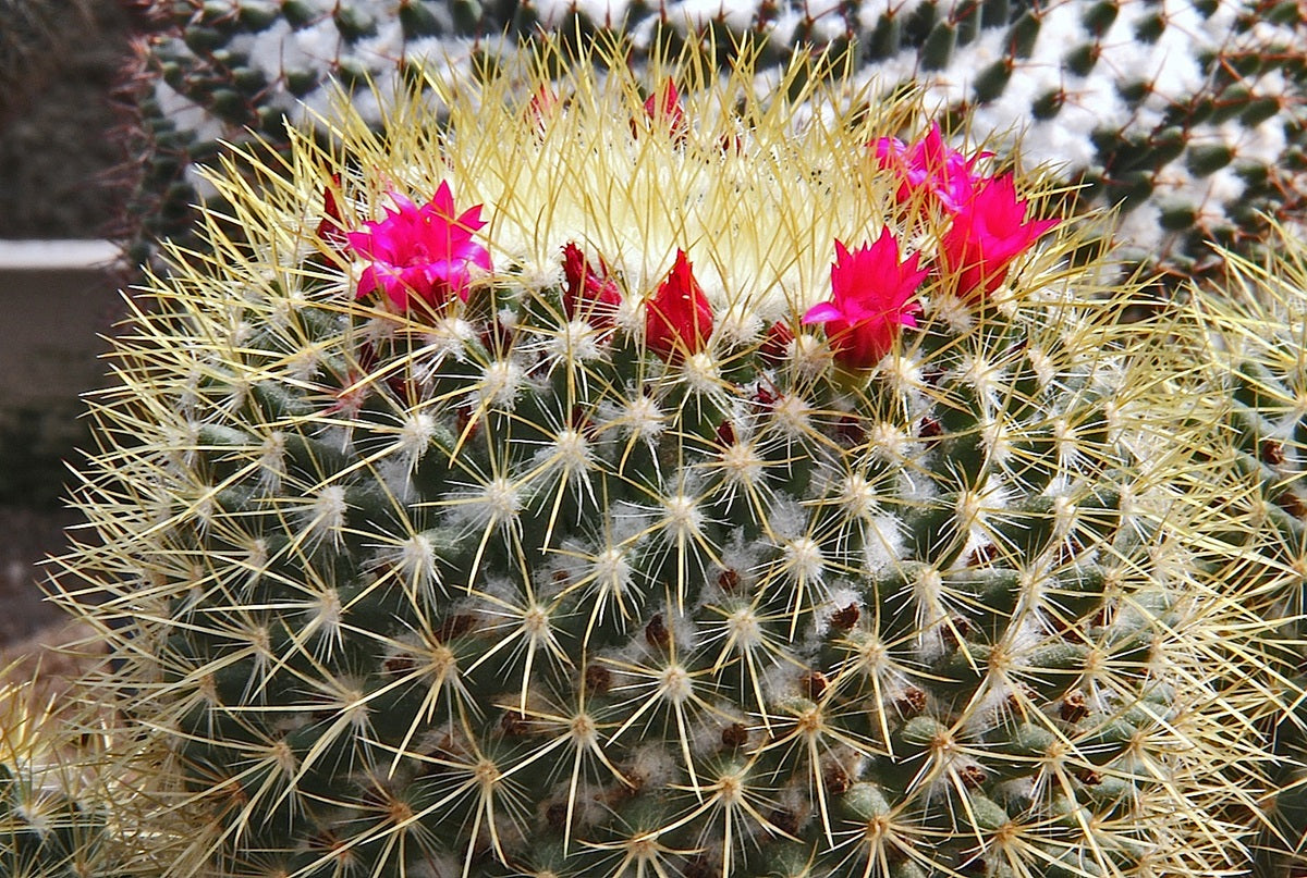Mammillaria pringlei - Lemon Ball Cactus