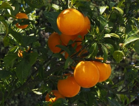 Citrus - Mandarin - MAESTRO