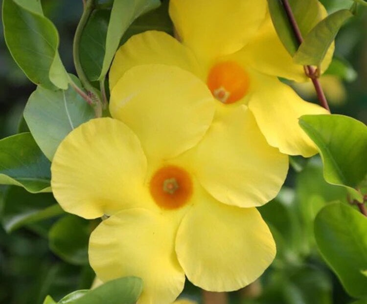 Mandevilla - OPALE CITRINE - Rocktrumpet 'Lancalifornia' PBR