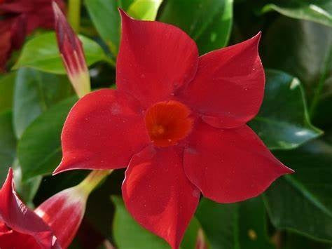 Mandevilla - CRIMSON FANTASY - Rocktrumpet 'Sunmandecrim' PBR