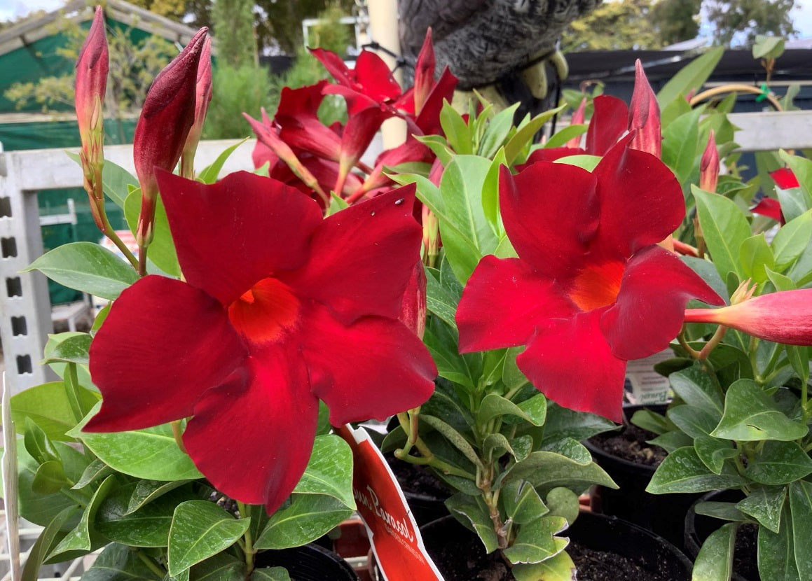 Mandevilla - Sun Parasol® GARDEN CRIMSON - Rocktrumpet