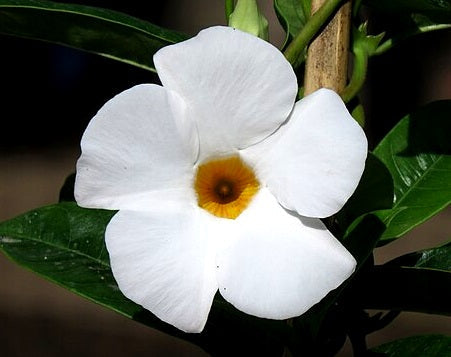 Mandevilla - MY FAIR LADY - Rocktrumpet
