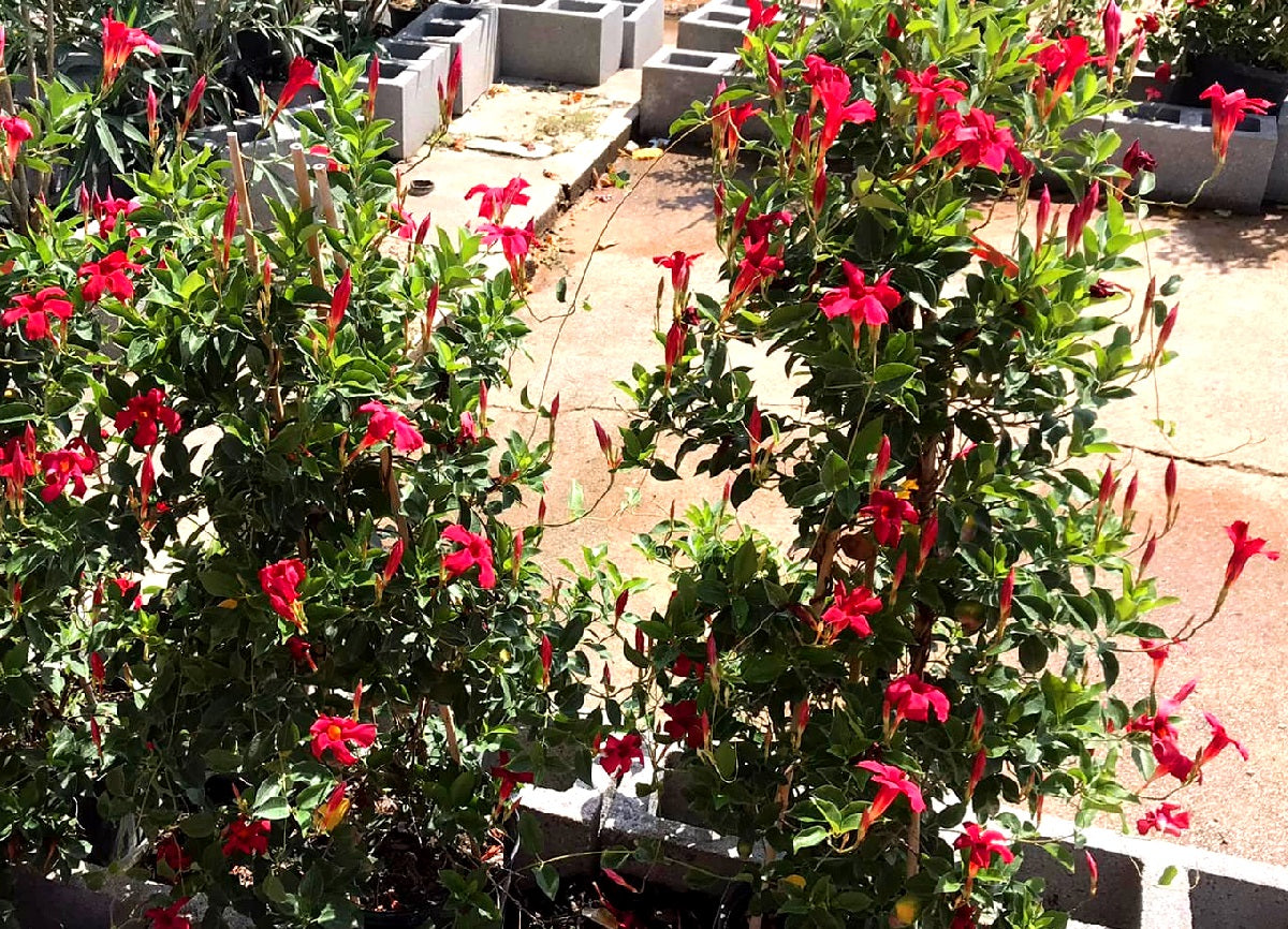 Mandevilla - RED RIDING HOOD - Rocktrumpet