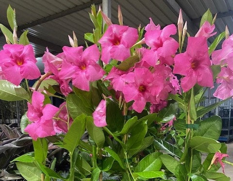 Mandevilla - TOURMALINE PINK - Rocktrumpet