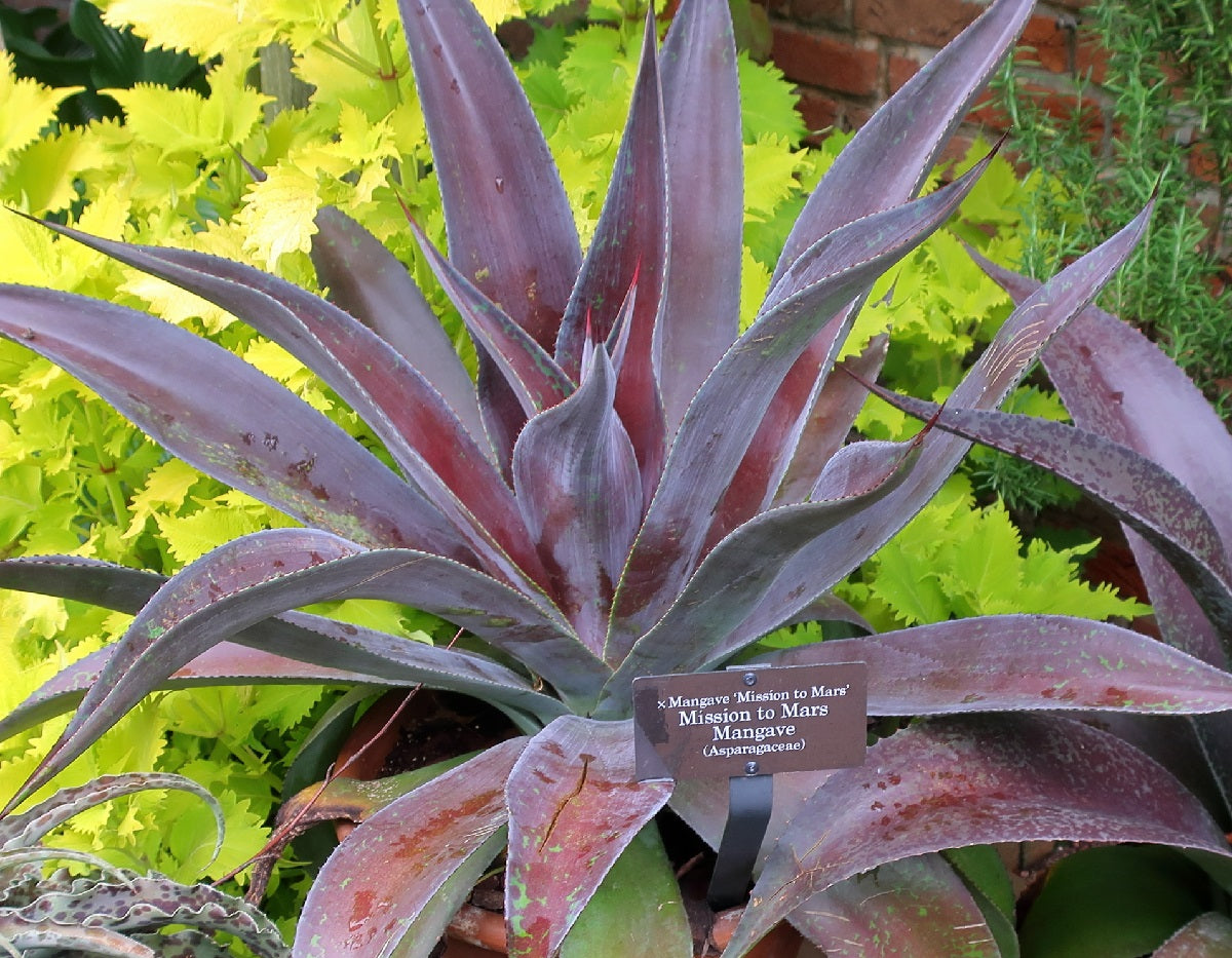xMangave - MISSION TO MARS - Mangave 'PDN#9' x Agave shawii