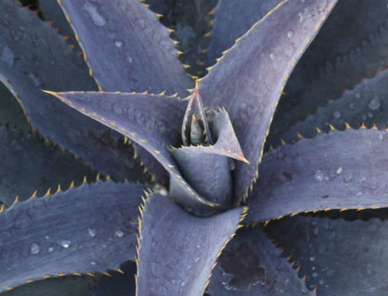 xMangave - PURPLE PEOPLE EATER - Mangave 'Bloodspot' x Agave pablocarrilloi