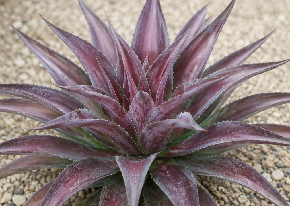 xMangave - RED WING - Manfreda longiflora x Agave shawii