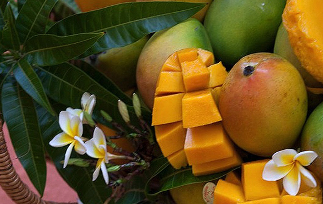 Mangifera indica - KENSINGTON PRIDE - Non-Grafted Mango
